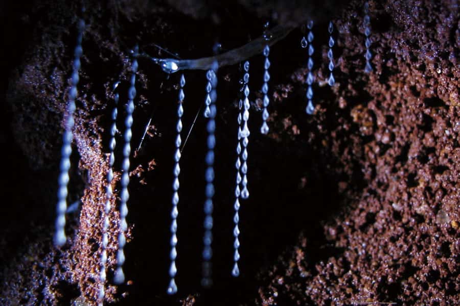 Gold Coast: Natural Bridge Glow Worm Night Tour - Why this Gold Coast night tour is worth considering