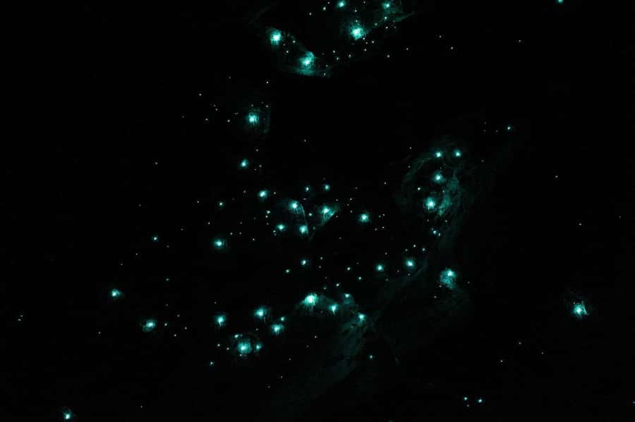 Gold Coast: Natural Bridge Glow Worm Night Tour - Stargazing after the cave