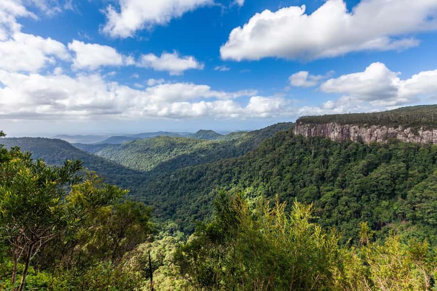 Gold Coast: Natural Bridge & Springbrook Waterfalls Tour - Springbrook’s Lookouts and Ancient Beech Forest