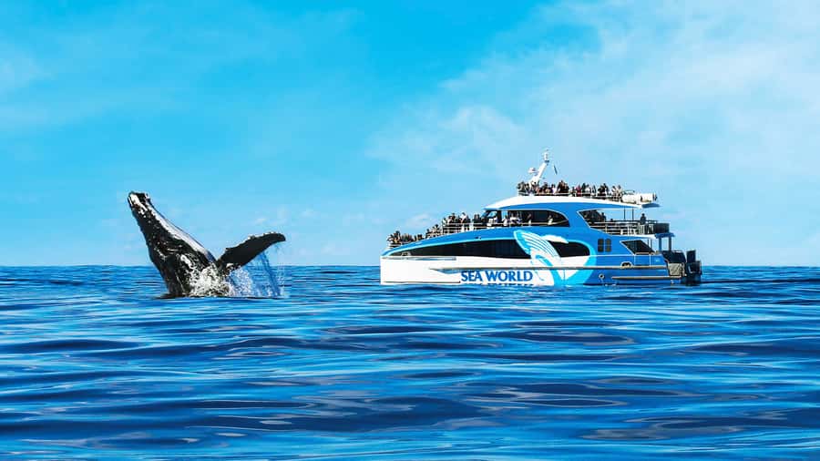 Gold Coast: Premium Whale Watching Cruise - Key points before you book