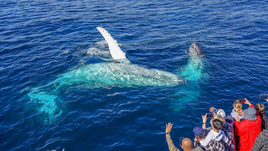 Gold Coast: Premium Whale Watching Cruise - Who will enjoy this cruise most?