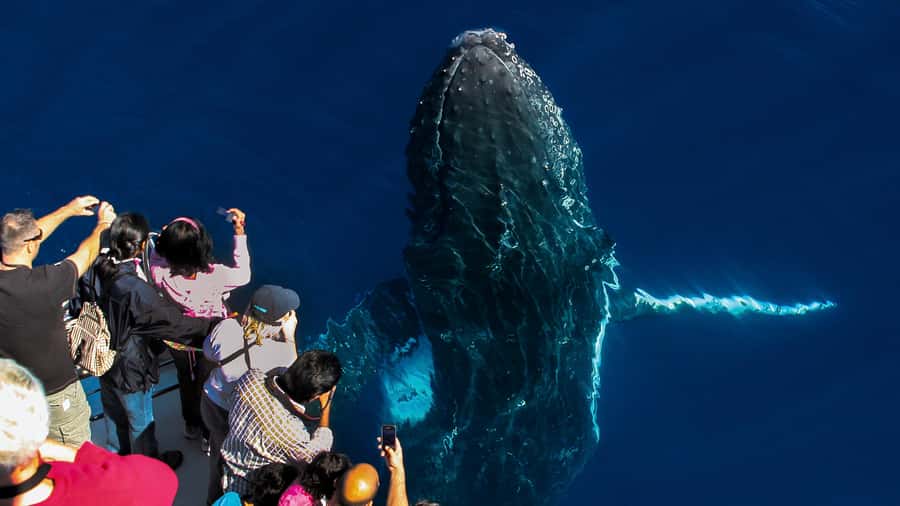 Gold Coast: Premium Whale Watching Cruise - From Sea World Cruise Terminal to the open Pacific