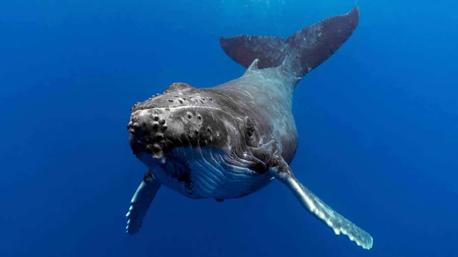 Gold Coast: Premium Whale Watching Cruise - A typical 2.5-hour cruise