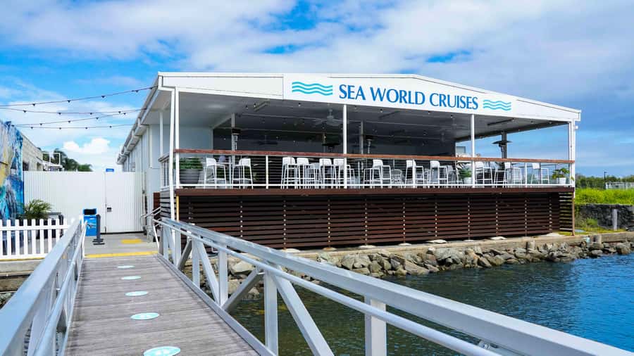 Gold Coast: Premium Whale Watching Cruise - The best moments happen between sightings