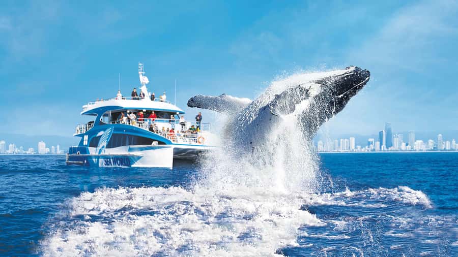 Gold Coast: Premium Whale Watching Cruise - Why the Humpback Highway matters