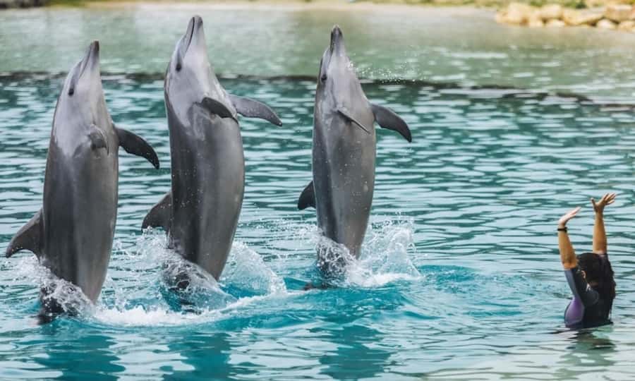 Gold Coast: Sea World Cruise & Entry Combo Ticket - Arriving at Sea World for a seven-hour park visit