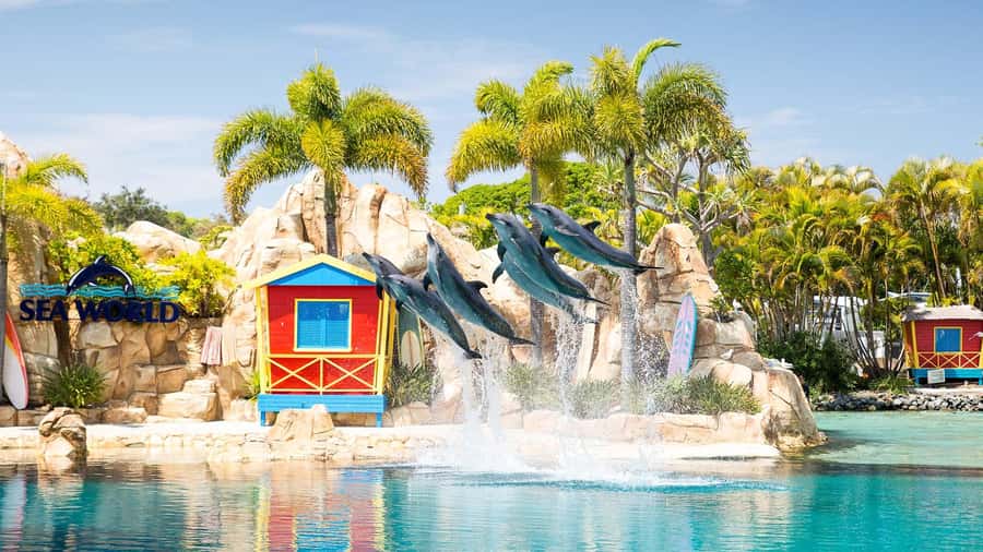Gold Coast: Sightseeing Hop-on Hop-off Cruise - Sea World for a family attraction