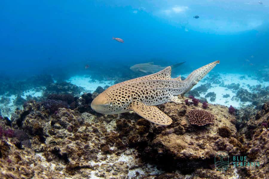 Gold Coast: Snorkel with Turtles - Key things to know before booking