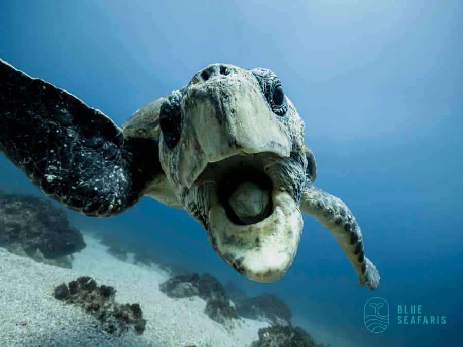 Gold Coast: Snorkel with Turtles - From Fingal Head to Cook Island in about 150 minutes