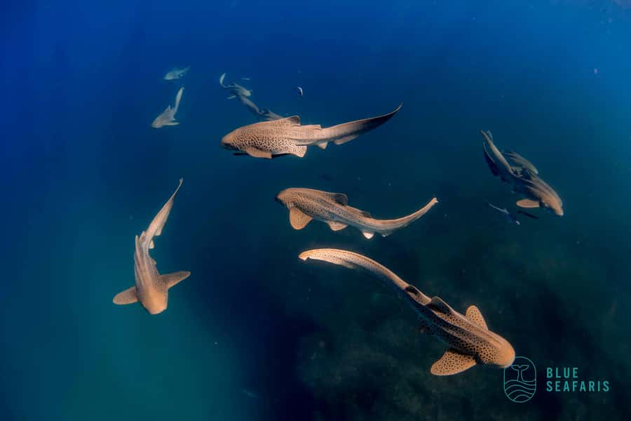 Gold Coast: Snorkel with Turtles - The boat ride, equipment, and comfort