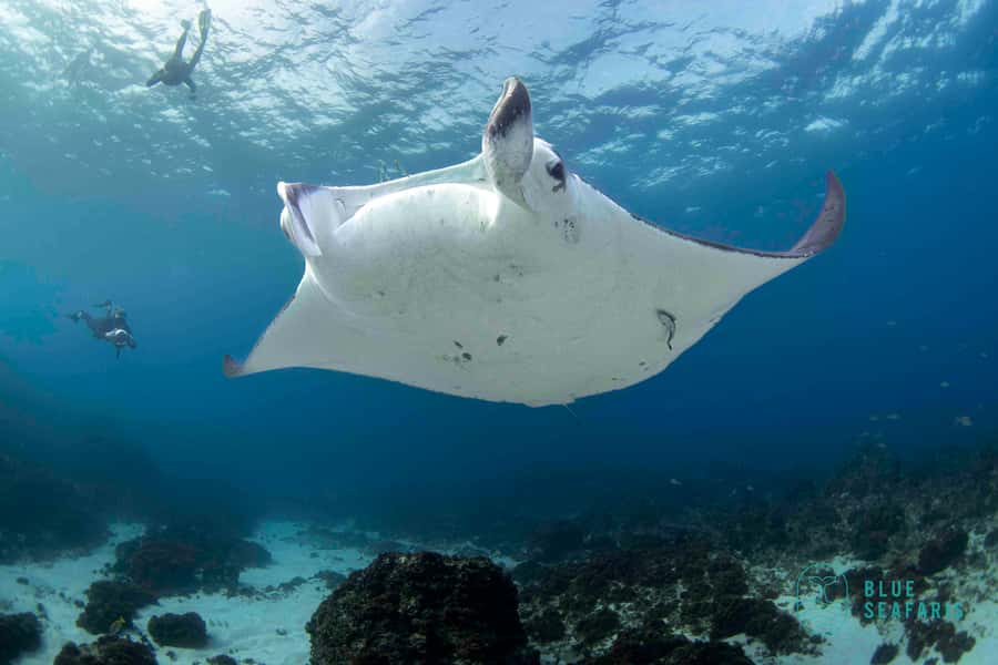 Gold Coast: Snorkel with Turtles - Is $91 a fair price?