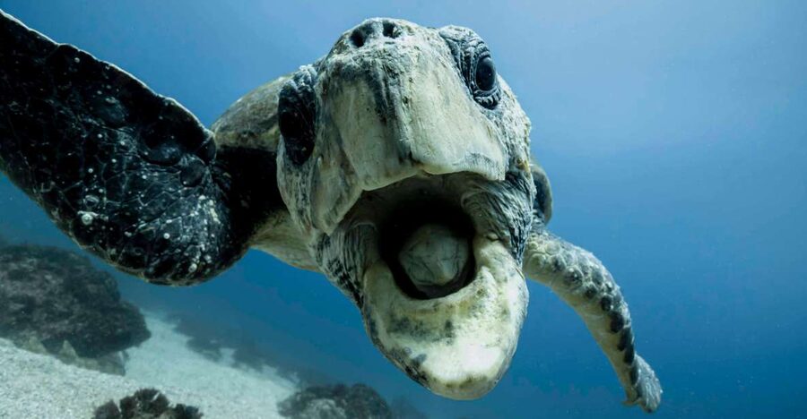Gold Coast: Snorkel with Turtles - Who will enjoy this tour most?