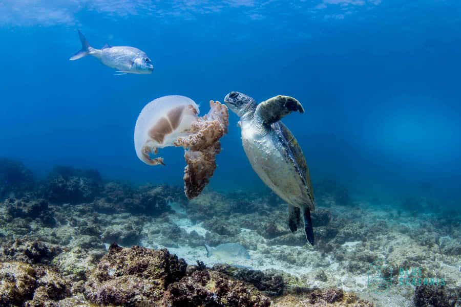 Gold Coast: Snorkel with Turtles - Joongarra Narrian, Cook Island’s protected waters
