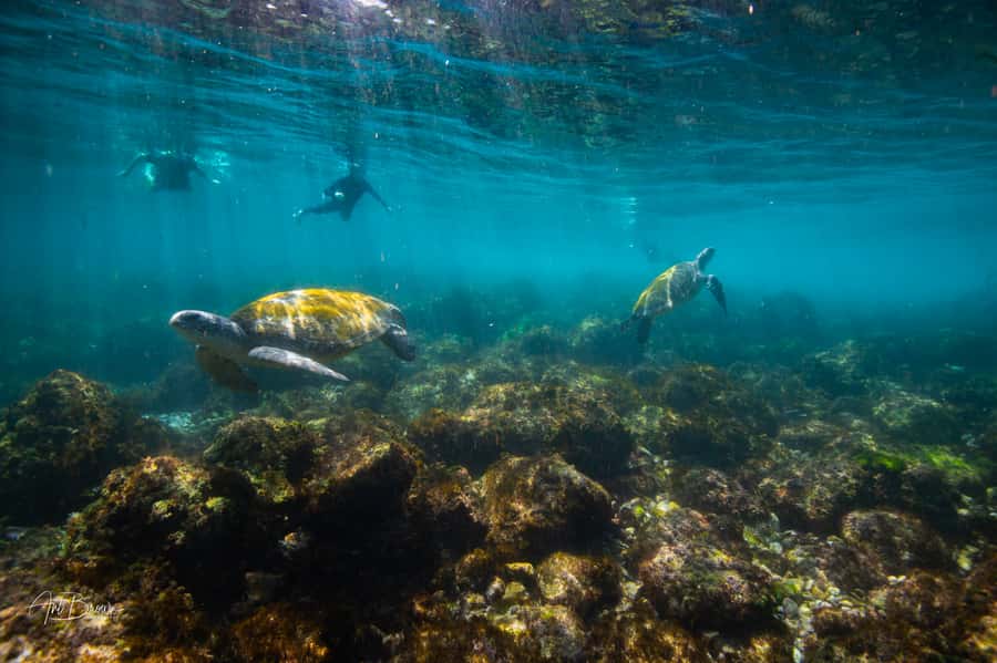 Gold Coast: Snorkeling with Turtles Half-Day Tour - Key points to know before you book