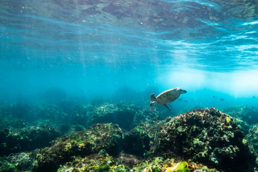 Gold Coast: Snorkeling with Turtles Half-Day Tour - Starting at Chinderah Bay Drive