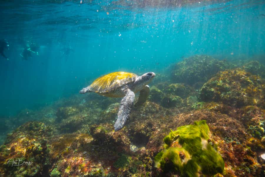Gold Coast: Snorkeling with Turtles Half-Day Tour - Snorkelling at Jungarra-Ngarrian, Cook Island