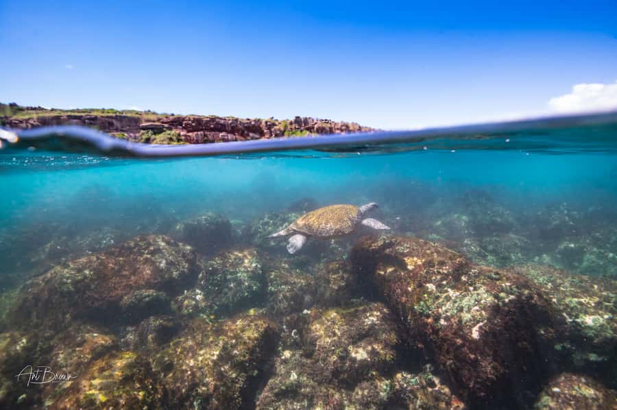 Gold Coast: Snorkeling with Turtles Half-Day Tour - Why the 12-person limit matters