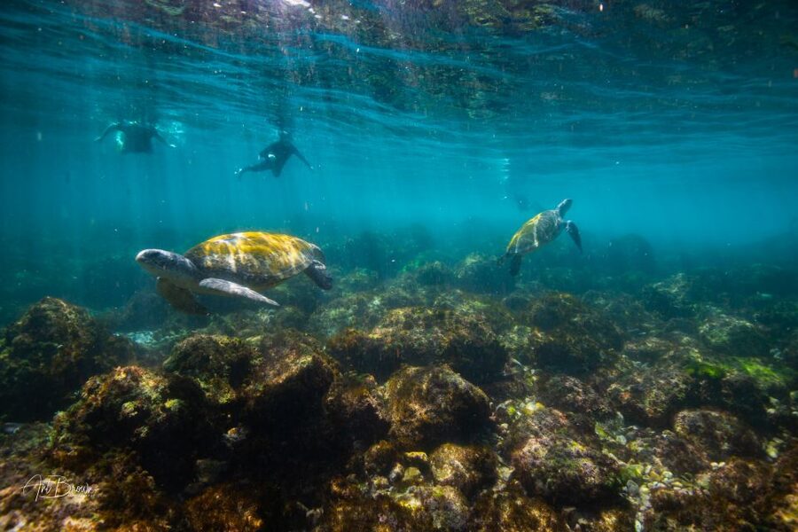 Gold Coast: Snorkeling with Turtles Half-Day Tour - The ride back and fresh fruit