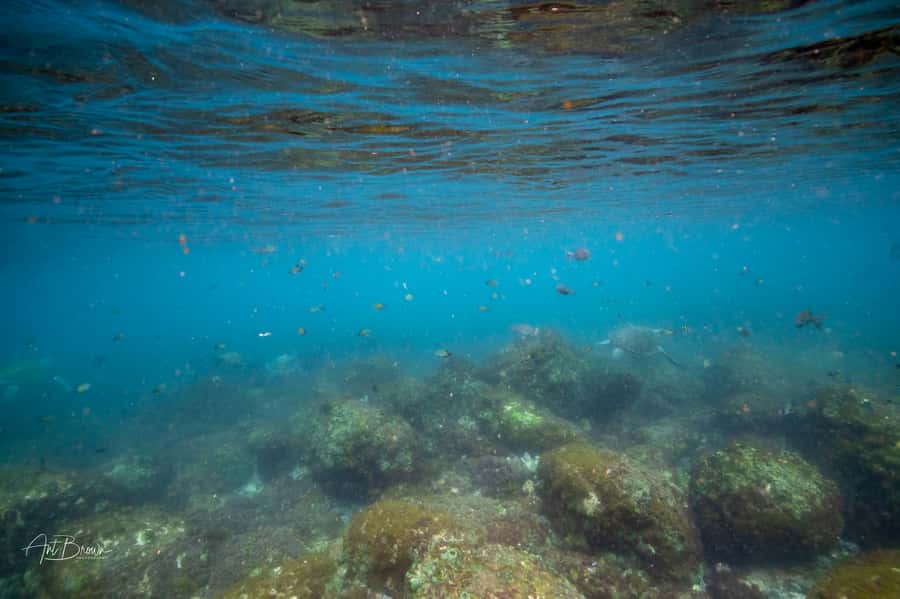 Gold Coast: Snorkeling with Turtles Half-Day Tour - Who should book this Cook Island trip?