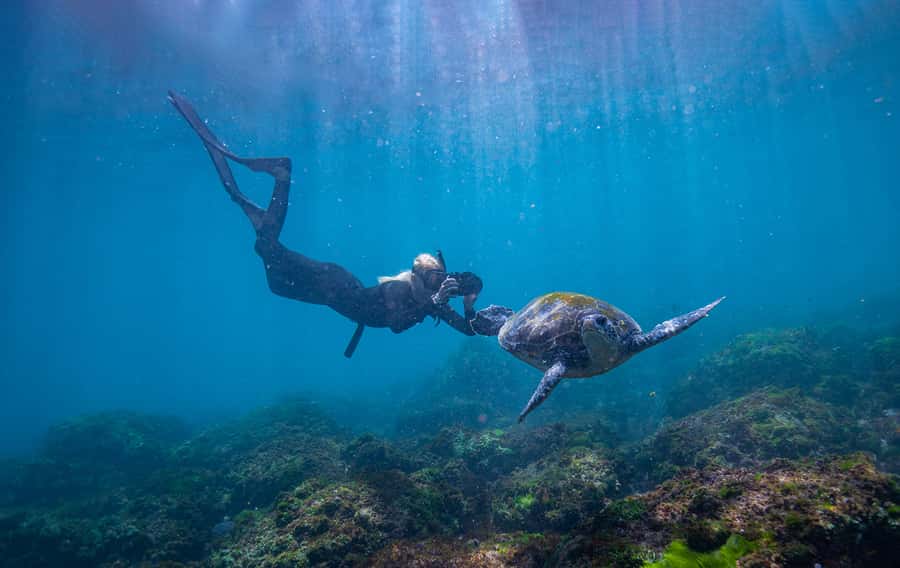 Gold Coast: Snorkeling with Turtles Half-Day Tour - Should you book the turtle snorkel?