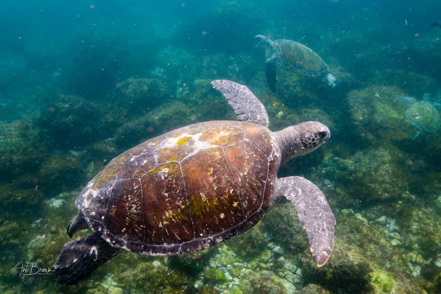 Gold Coast: Snorkeling with Turtles Half-Day Tour - FAQ