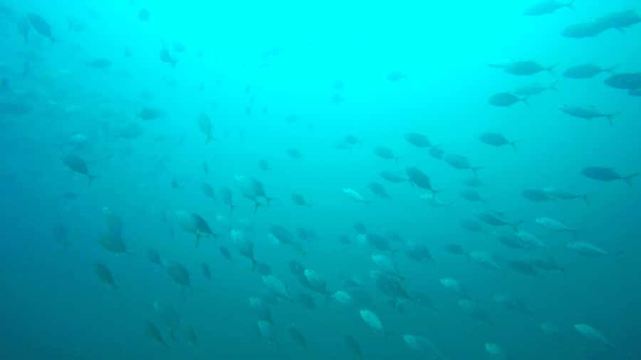 Gold Coast: Snorkelling in Wave Break Island - Practical advice for a smoother morning