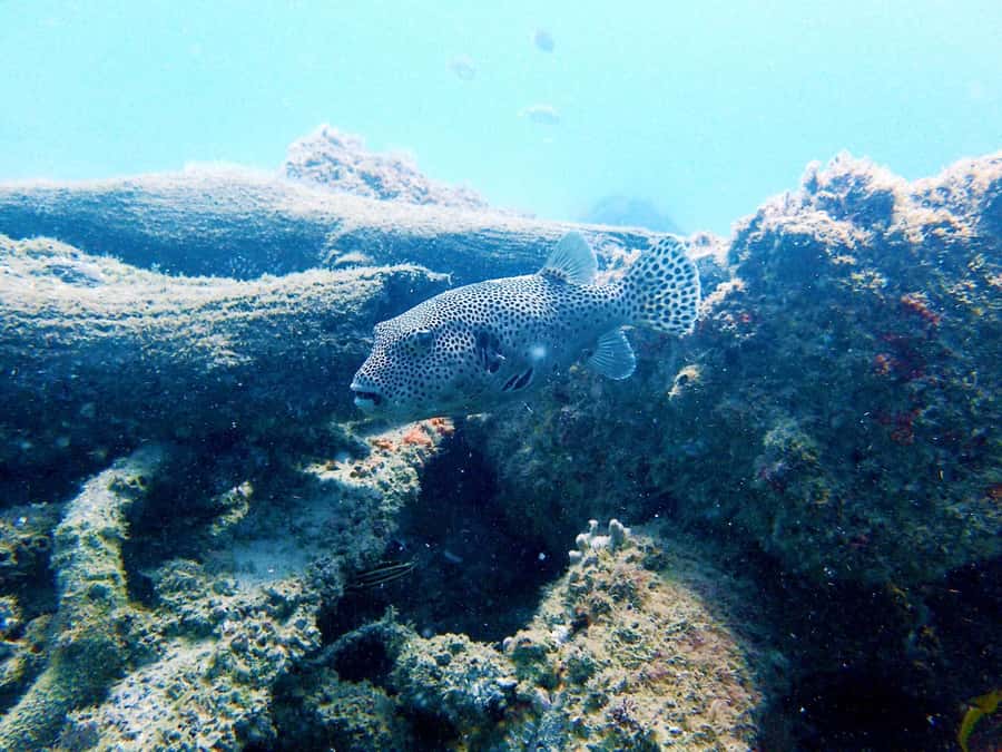 Gold Coast: Snorkelling in Wave Break Island - Meeting the fish at Wave Break Island