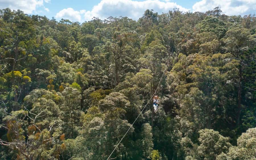 Gold Coast: Tamborine Mountain Canyon Flyer Zipline Tour - How much value do you get for $95?