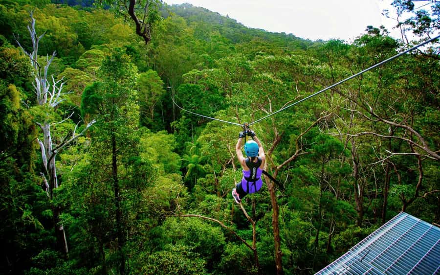 Gold Coast: Tamborine Mountain Canyon Flyer Zipline Tour - My call: book it if speed matters more than comfort