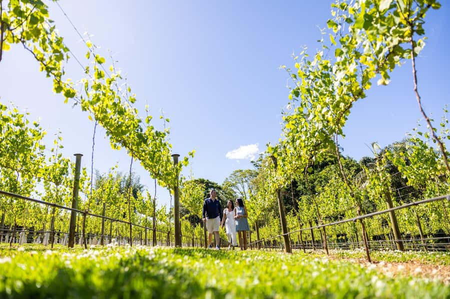 Gold Coast: Tamborine Mountain Local Winery Tour with Lunch - Cedar Creek Winery: start with local wine and stories