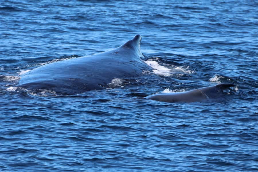 Gold Coast Whale Experience - Key points before you book