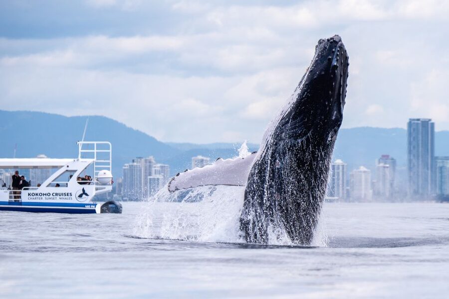 Gold Coast Whale Experience - What to Bring for 150 Minutes at Sea
