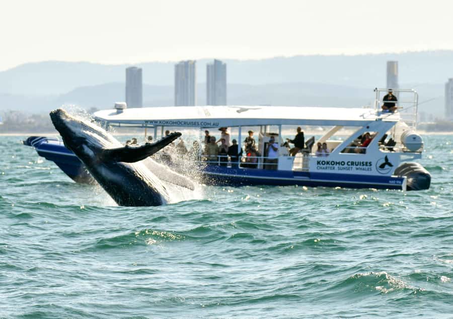 Gold Coast Whale Experience - Setting Out From Main Beach