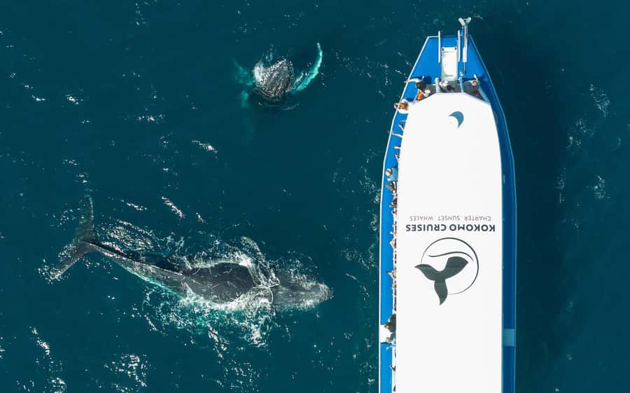 Gold Coast Whale Experience - What Whale Watching Looks Like From the Boat
