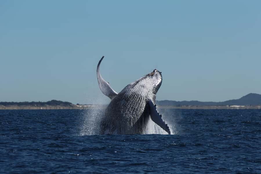 Gold Coast Whale Experience - Dolphins, Turtles, and the Smaller Surprises