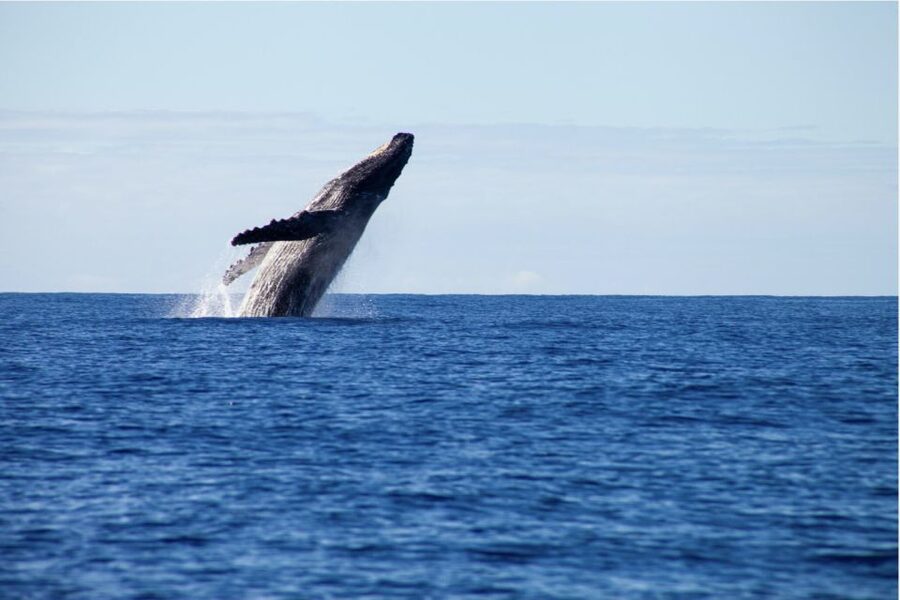 Gold Coast Whale Experience - The Crew and Commentary Matter