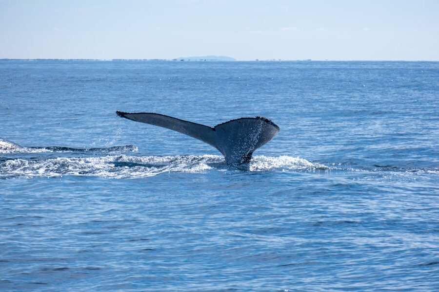 Gold Coast Whale Experience - The Ride Can Be Rough
