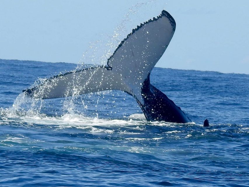 Gold Coast Whale Experience - Why the $62 Price Is Fair