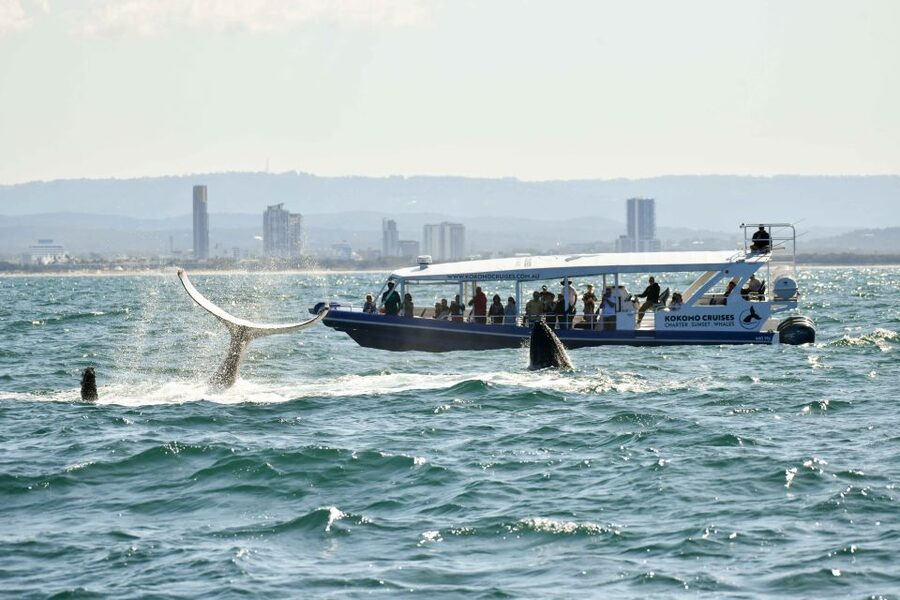 Gold Coast Whale Experience - Who Will Enjoy This Cruise Most