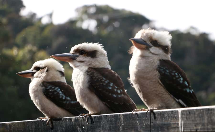 Grampians National Park Small-Group Eco Day Tour - Reeds Lookout and Boroka Lookout