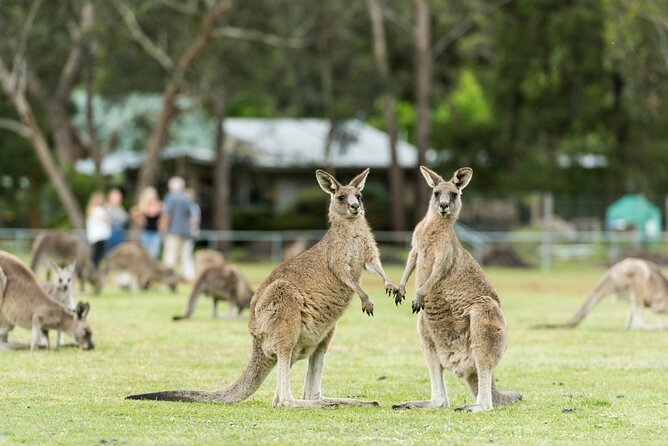 Grampians National Park Small-Group Eco Tour from Melbourne - Halls Gap and the Best Chance for Wildlife