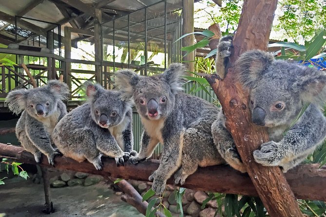 Grand Kuranda including Skyrail and Kuranda Scenic Railway - What to expect from the barbecue lunch