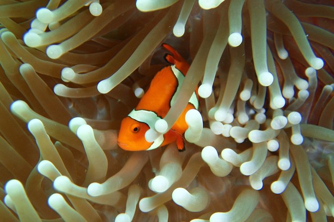 Great Barrier Reef Cruise from Townsville or Magnetic Island - John Brewer, Lodestone, and Keeper Reef