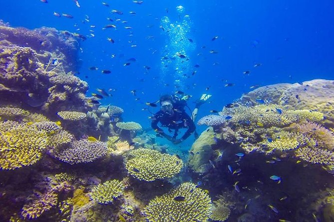 Great Barrier Reef Cruise from Townsville or Magnetic Island - Snorkeling for first-timers and strong swimmers