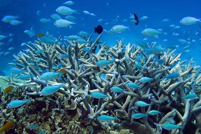 Great Barrier Reef Cruise from Townsville or Magnetic Island - The scuba choices for beginners and certified participants