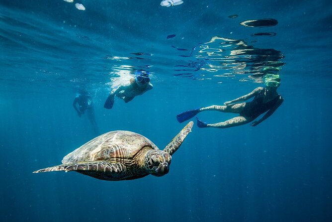 Great Barrier Reef Full Day Adventure - Food, comfort, and family details