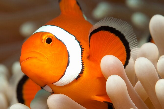 Great Barrier Reef Full Day Tour from Cairns - Choosing snorkeling or an introductory scuba session