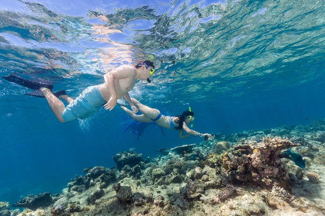 Great Barrier Reef Snorkeling and Diving Cruise from Cairns - Barbecue lunch with a practical Australian spread