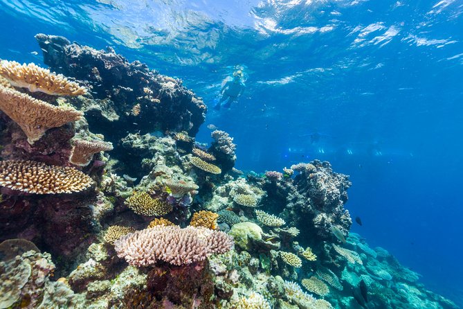 Great Barrier Reef Snorkeling and Diving Cruise from Cairns - North Hastings Reef and the second water session
