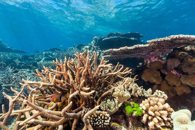 Great Barrier Reef Snorkeling and Diving Cruise from Cairns - Scuba options and rules worth taking seriously